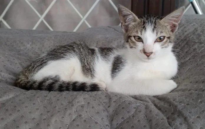 aplikasi diagnosa kucing