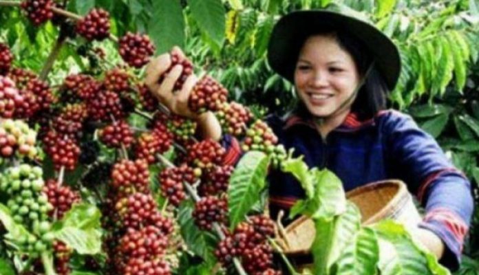 Petani kopi