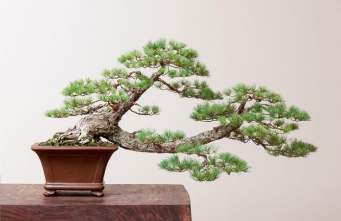 Bonsai