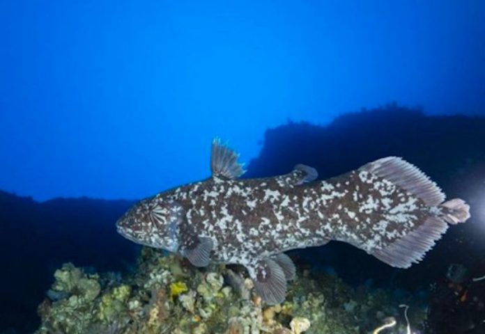 Ikan purba Coelacanth (Dok. Antara)