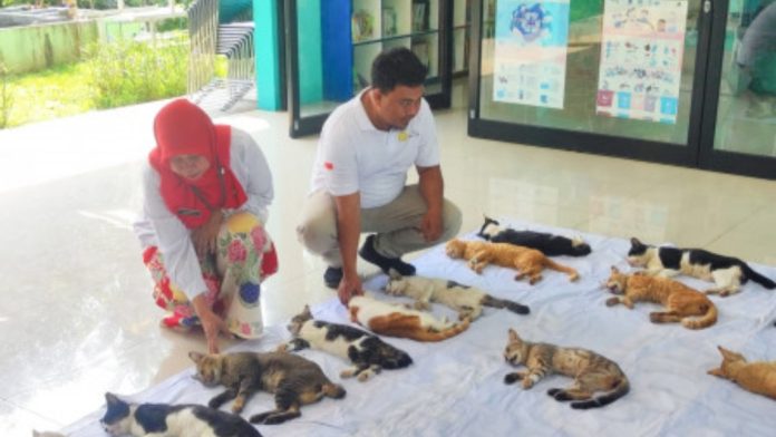 Steril kucing