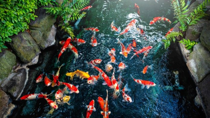 Ikan hias