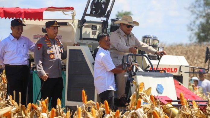 panen jagung raya