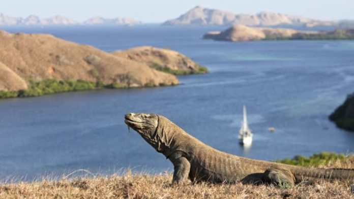 Komodo