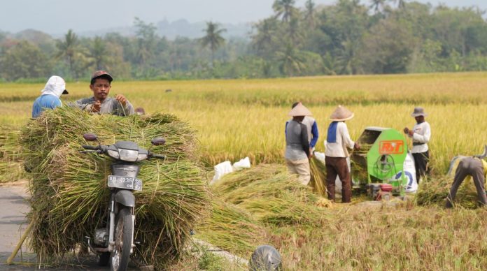 Sawah di Kulon Progo Yogyakarta