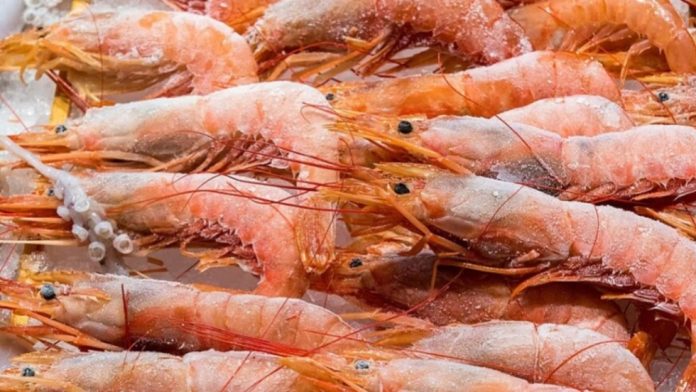 Udang beku