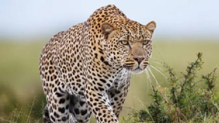 Macan tutul