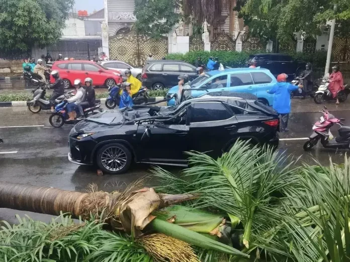 pohon tumbang timpa lexus.