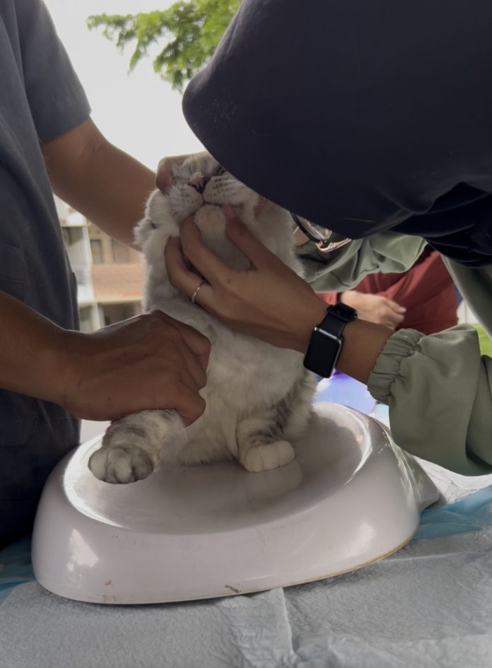 Kucing Vaksin
