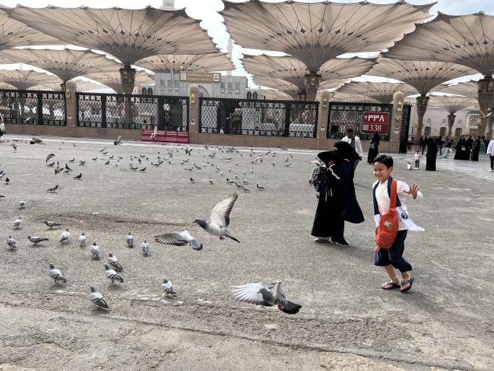 Burung Merpati Nabawi