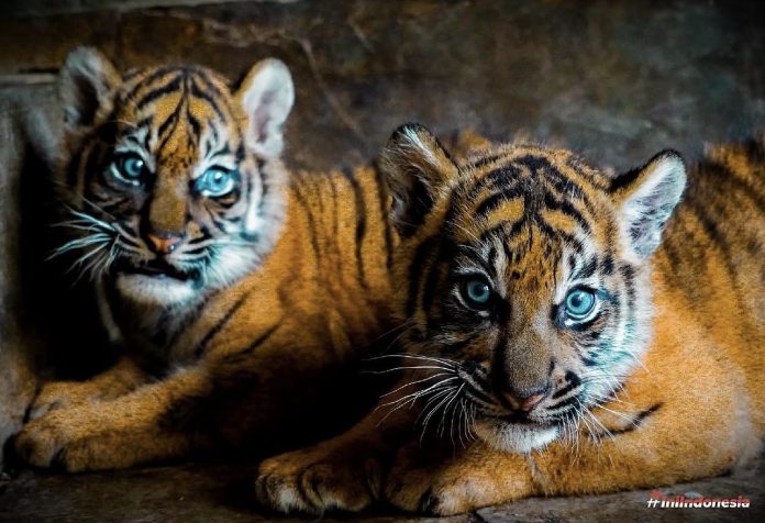 Anak Harimau Sumatra