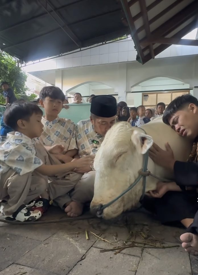 sapi irfan hakim