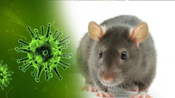 wabah hantavirus